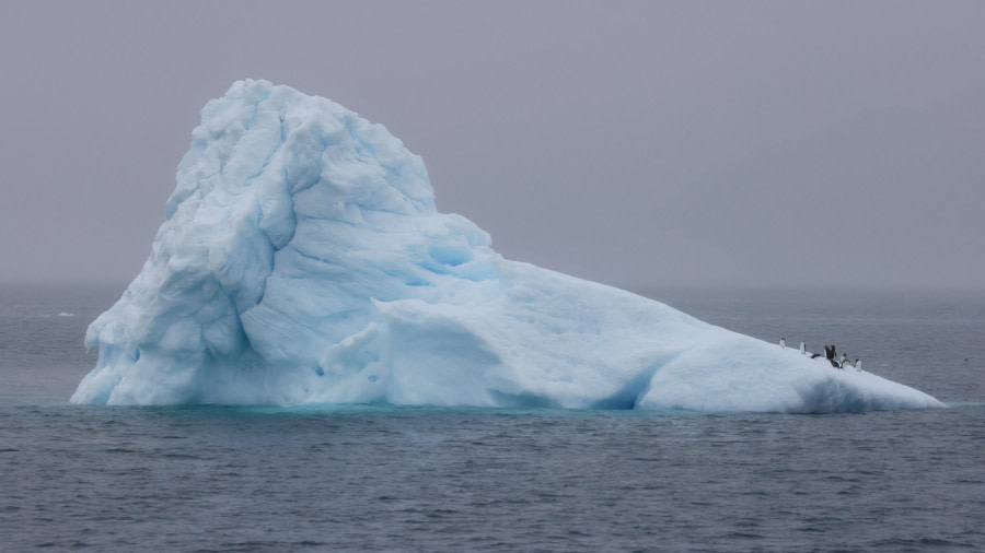 PLA27-24, Day 3, RegisPerdriat (81) @ Regis Perdriat - Oceanwide Expeditions.JPG