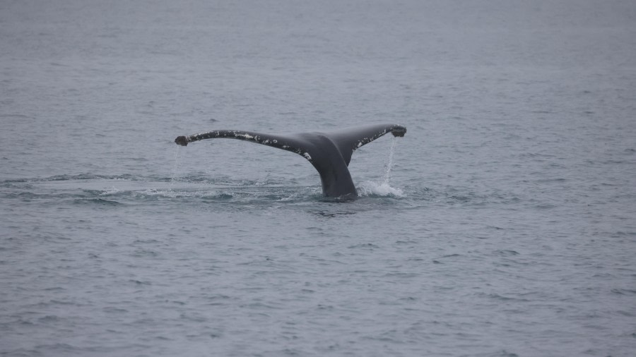 PLA27-24, Day 3, RegisPerdriat (84) @ Regis Perdriat - Oceanwide Expeditions.JPG