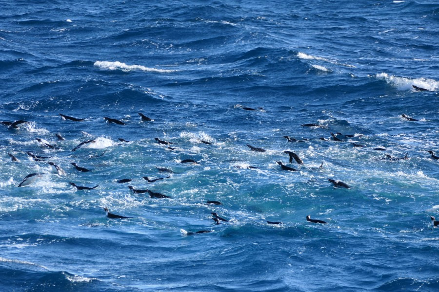 PLA27-24, Day 5, Elke_LindnerP1066167 @ Elke Lindner - Oceanwide Expeditions.JPG