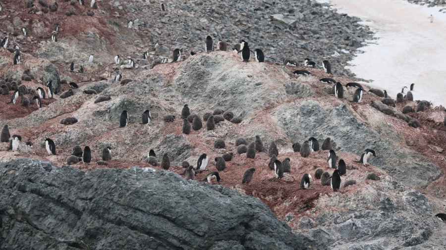 PLA27-24, Day 6, RegisPerdriat (176) @ Regis Perdriat - Oceanwide Expeditions.JPG