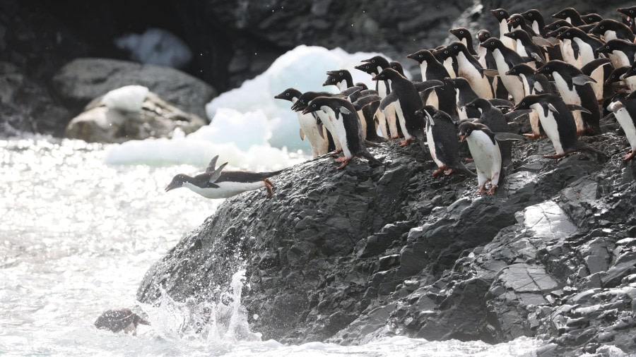 At sea on the Drake Passage, heading south towards the South Shetland islands.