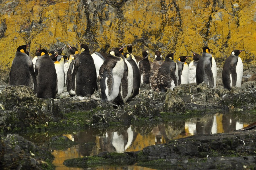 Hercules bay, at Sea to the Falklands