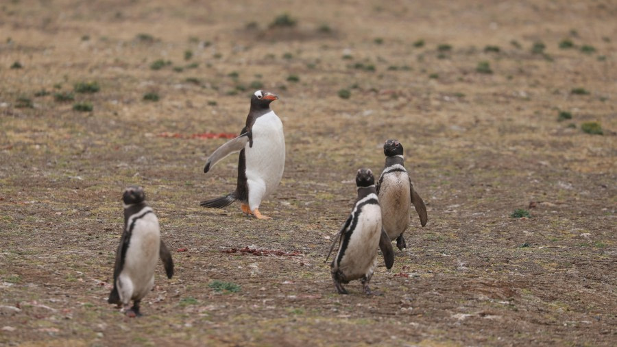 PLA27-24, Day 16, RegisPERDRIAT (263) @ Regis Perdriat - Oceanwide Expeditions.JPG