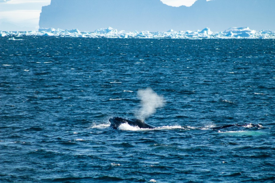 PLA27-24,Day 5, IMG_1849 @ Unknown photographer - Oceanwide Expeditions.jpg