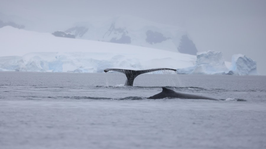 PLA28-24, Day 7, RegisPERDRIAT (5) © Regis Perdriat - Oceanwide Expeditions.JPG