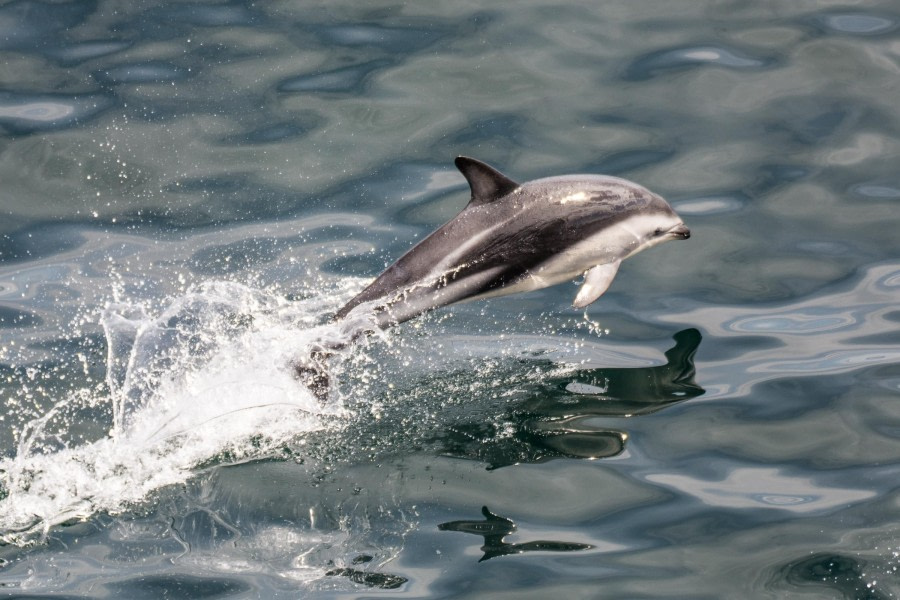 At Sea – Drake Passage and Beagle Channel