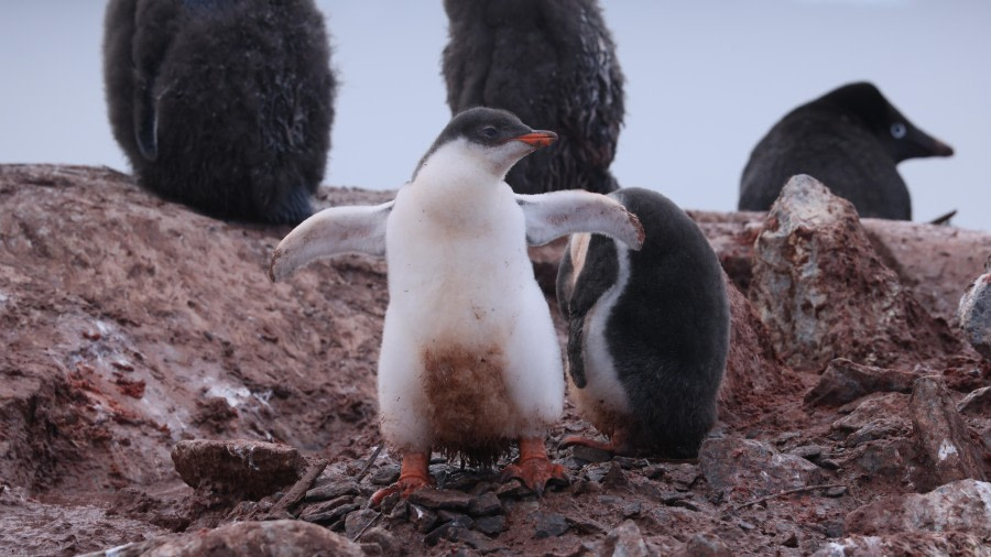 PLA28-24, Day 5, RegisPERDRIAT (10) © Regis Perdriat - Oceanwide Expeditions.JPG