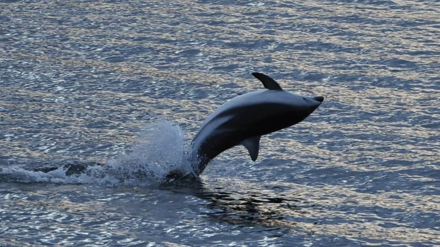 PLA28-24, Day 1, dusky_dolphin © Unknown photographer - Oceanwide Expeditions.JPG