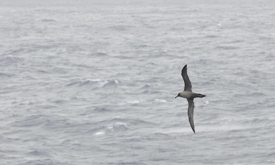 At Sea – Drake Passage and Bransfield Strait