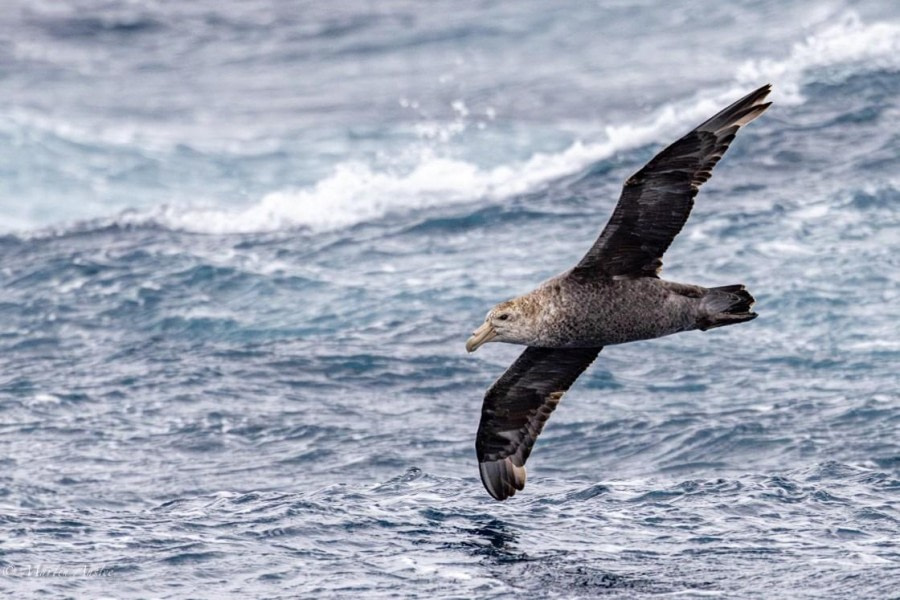 At sea, sailing towards South Georgia