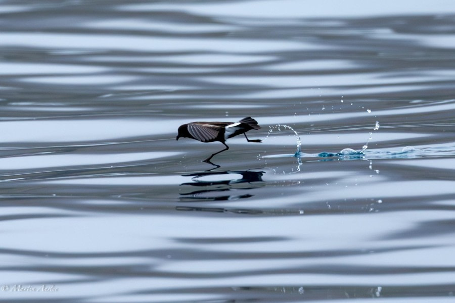 HDS28-24, Day 12, 095A3058 © Martin Anstee - Oceanwide Expeditions.jpg