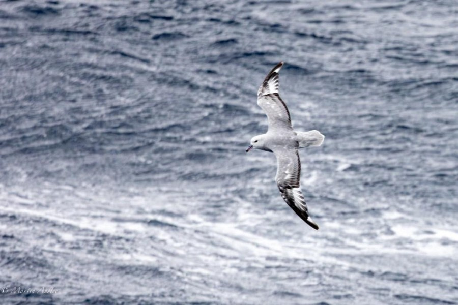 At sea, sailing towards the Falkland Islands