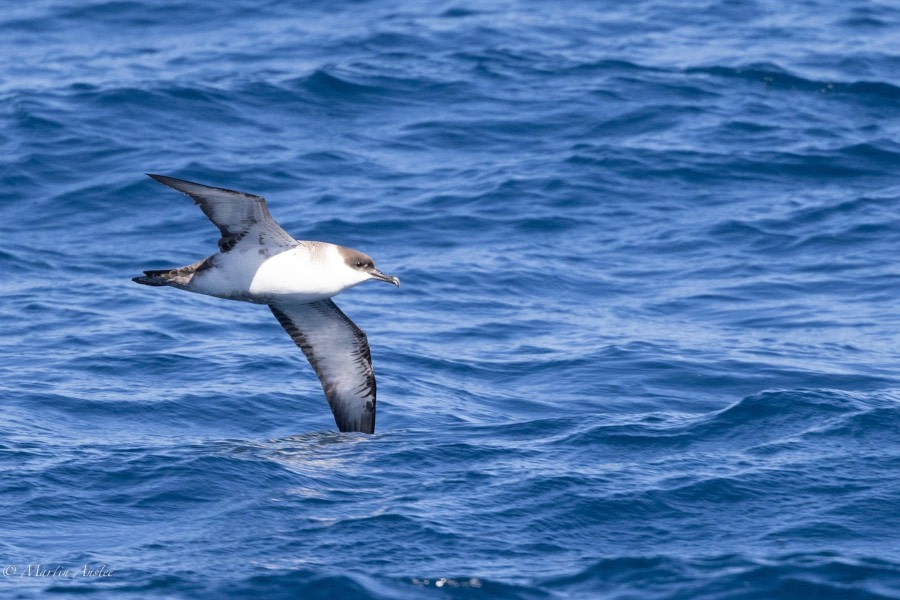 At sea, sailing towards the Falkland Islands