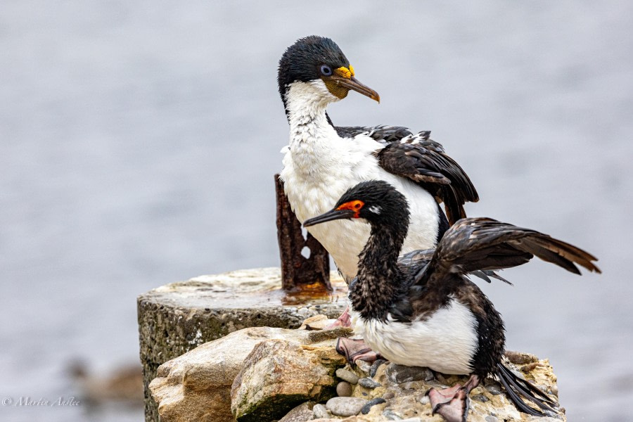 Carcass Island, The Falkland Islands