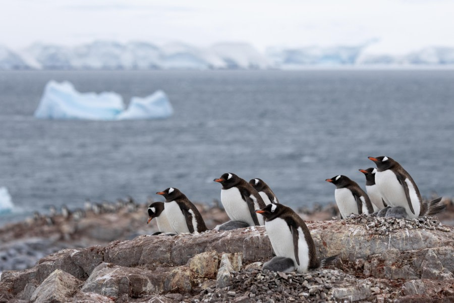 Damoy Point, Antarctica