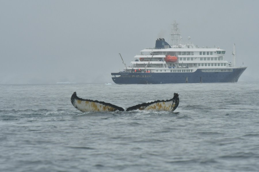 HDS28-24, Day 5, Flukes and ship © Hazel Pittwood - Oceanwide Expeditions.JPG