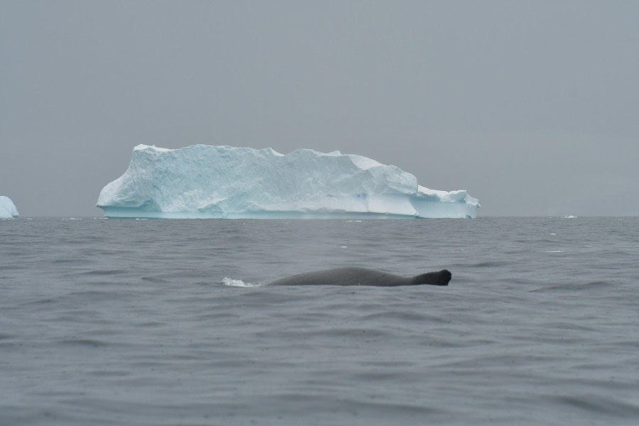 HDS28-24, Day 5, Humpback © Hazel Pittwood - Oceanwide Expeditions.JPG