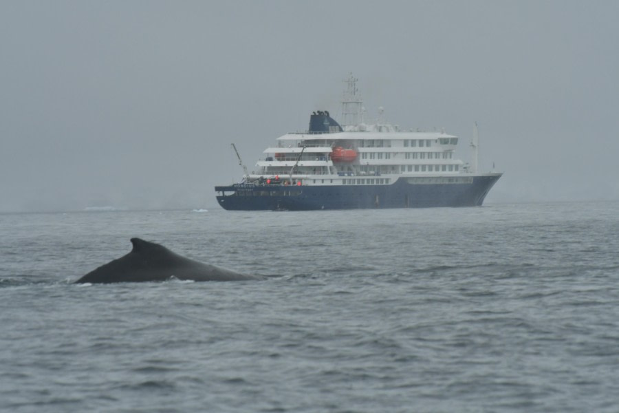 HDS28-24, Day 5, Humpback and Hondius © Hazel Pittwood - Oceanwide Expeditions.JPG