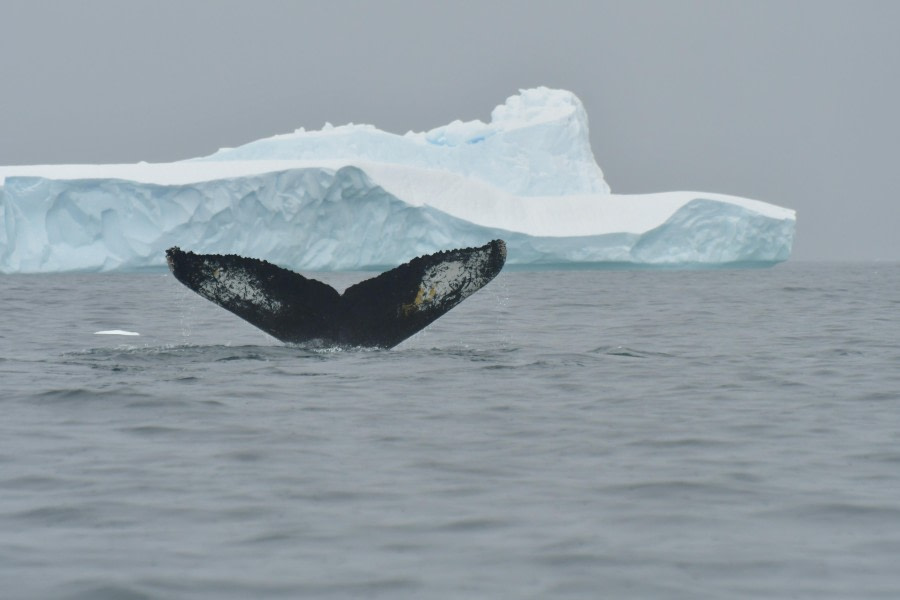 HDS28-24, Day 5, Humpback and iceberg © Hazel Pittwood - Oceanwide Expeditions.JPG