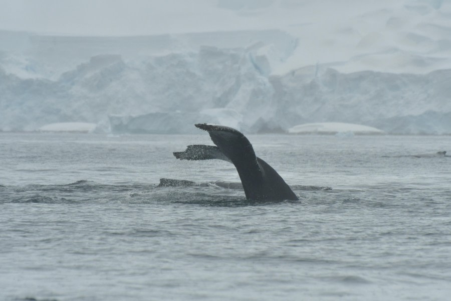 HDS28-24, Day 5, Humpback tail © Hazel Pittwood - Oceanwide Expeditions.JPG