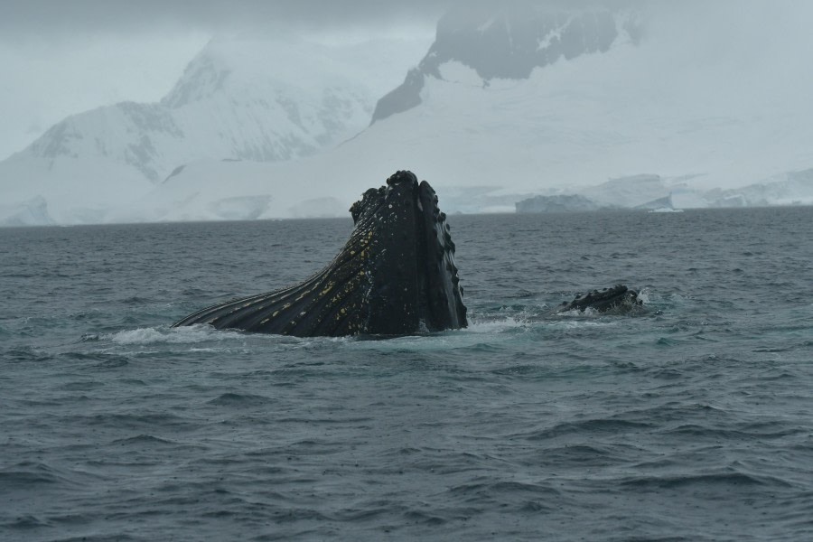 HDS28-24, Day 5, Rorqual pleats © Hazel Pittwood - Oceanwide Expeditions.JPG