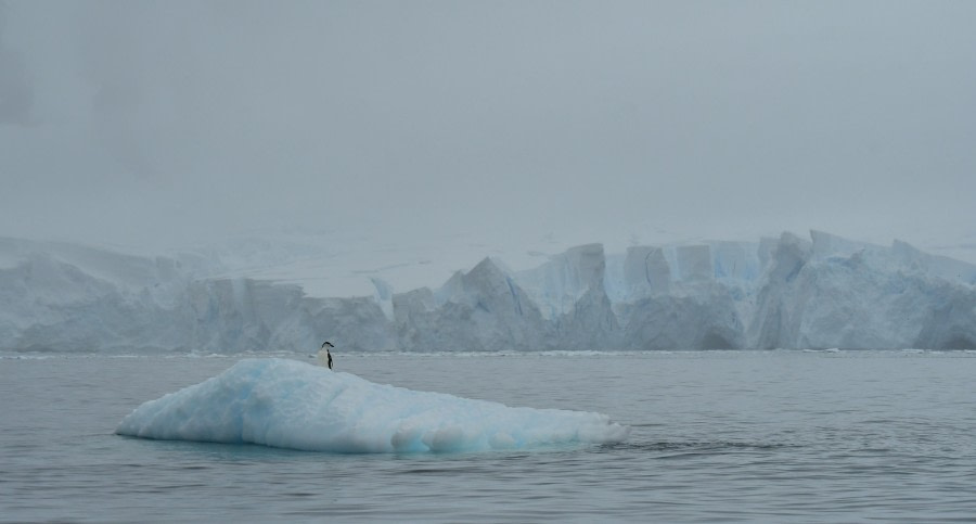 HDS28-24, Day 6, Chinstrap on ice 2 © Hazel Pittwood - Oceanwide Expeditions.JPG