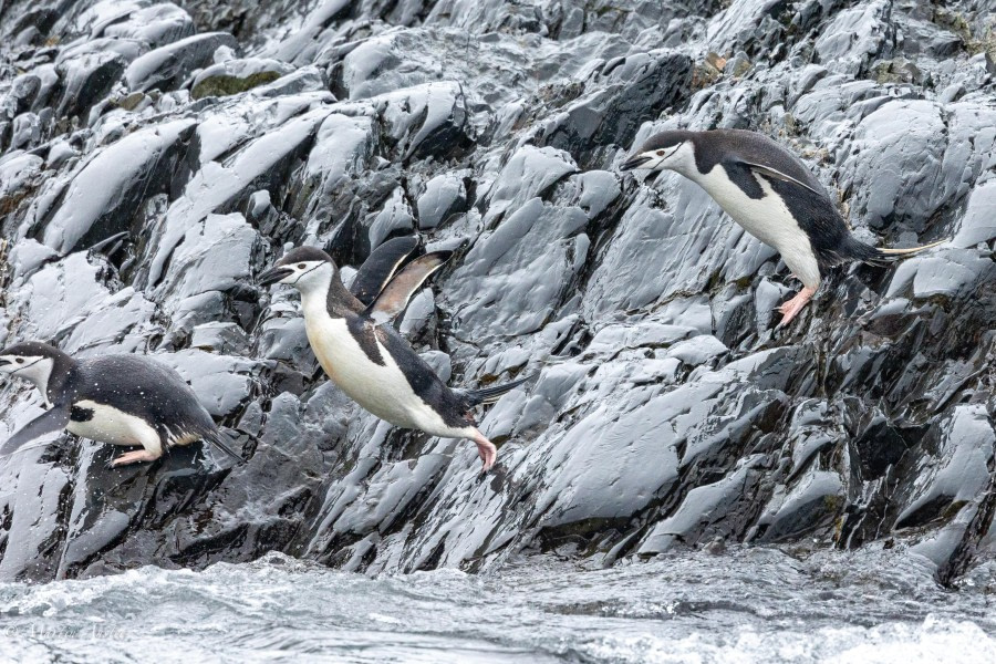 HDS28-24, Day 7, 095A2796 © Martin Anstee - Oceanwide Expeditions.jpg