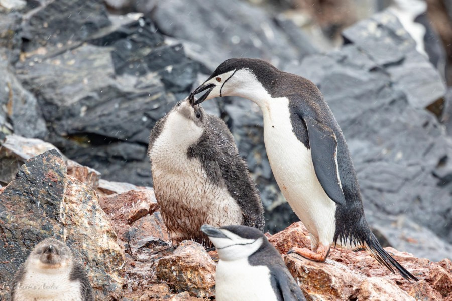 HDS28-24, Day 7, 095A2823 © Martin Anstee - Oceanwide Expeditions.jpg