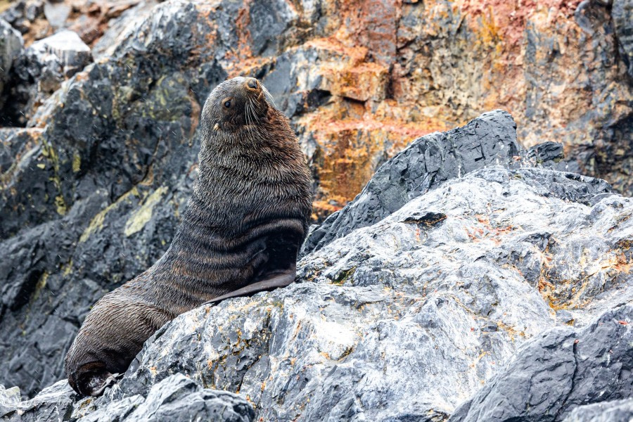 Duroch Islands, Antarctica and King George Island, South Shetland Islands