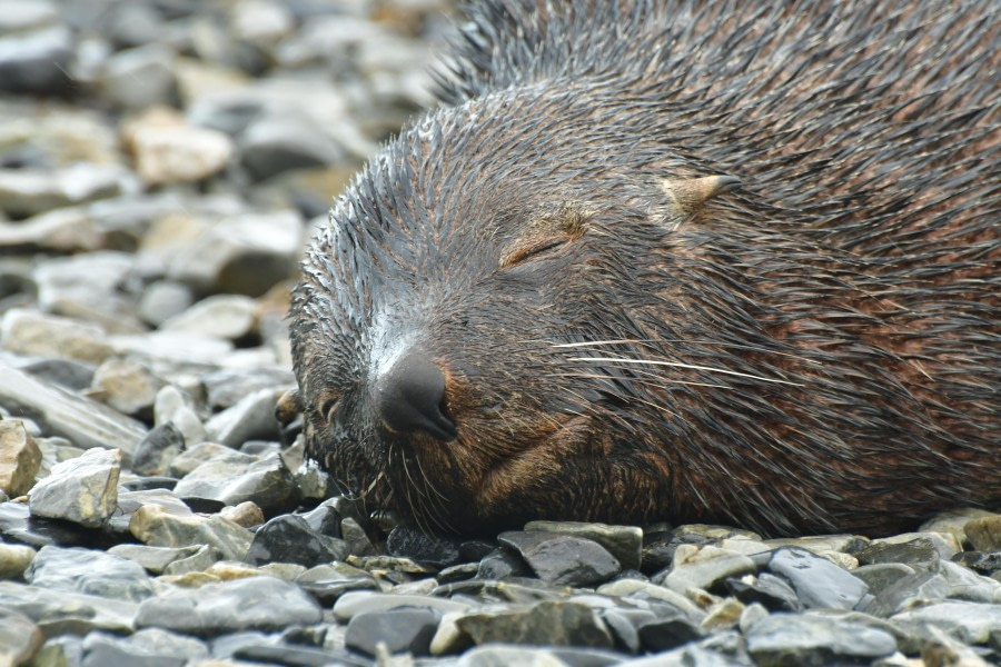 HDS28-24, Day 7, Sleeping fur seal © Hazel Pittwood - Oceanwide Expeditions.JPG