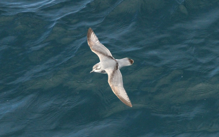 At Sea, towards the Falkland Islands