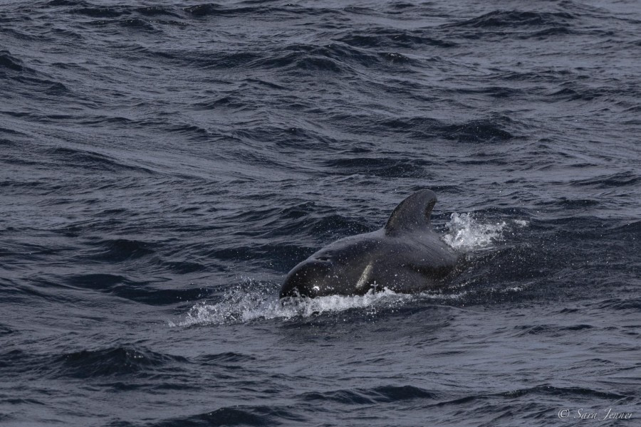OTL29-24, Day 2, Pilot whale @ Sara Jenner - Oceanwide Expeditions.jpg