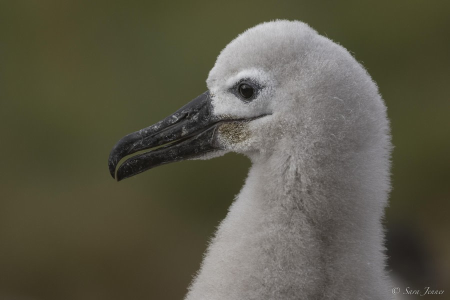 OTL29-24, Day 3, Black browed albatros chick @ Sara Jenner - Oceanwide Expeditions.jpg