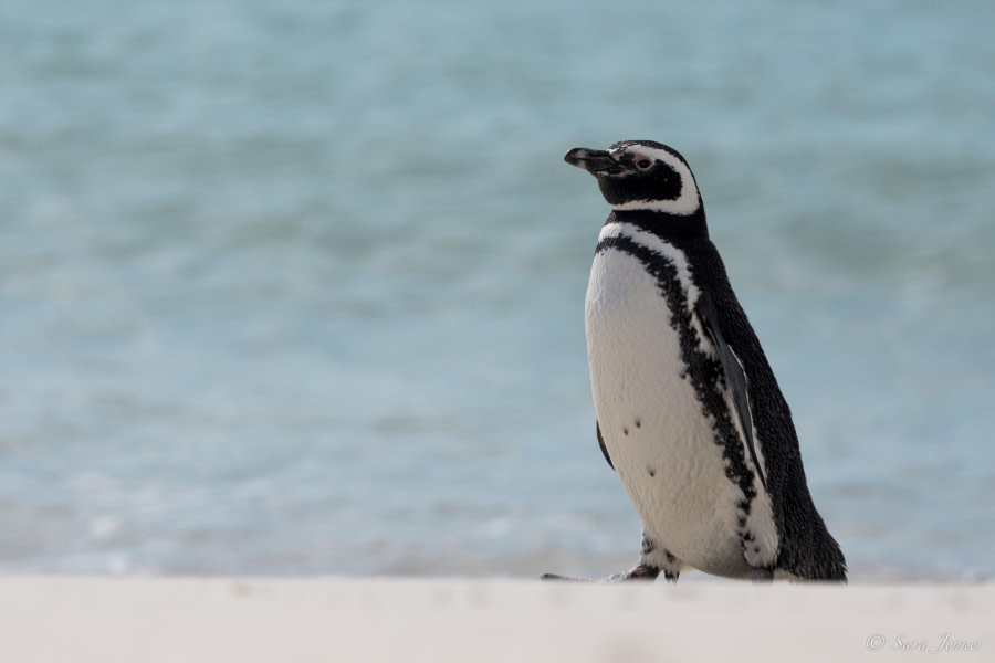 OTL29-24, Day 3, Magellanic penguin @ Sara Jenner - Oceanwide Expeditions.jpg