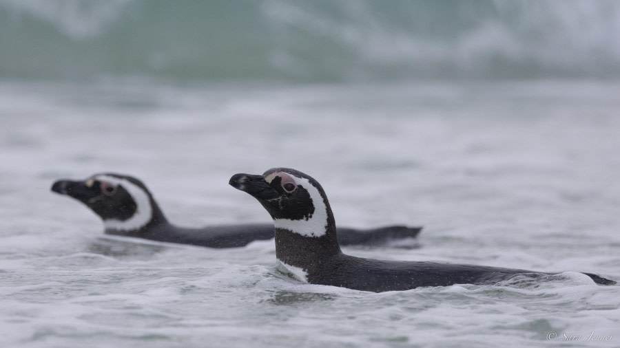 OTL29-24, Day 3, Magellanic penguin 3 @ Sara Jenner - Oceanwide Expeditions.jpg