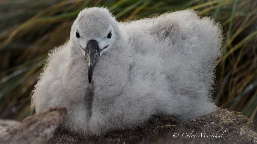 OTL29-24, Day 3, WestPointChick @ Chloe Marechal - Oceanwide Expeditions.jpg