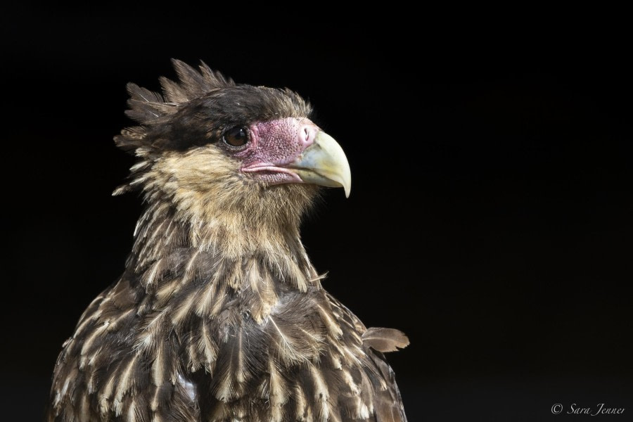 OTL29-24, Day 4, Caracara 1 @ Sara Jenner - Oceanwide Expeditions.jpg