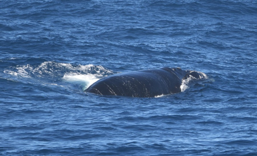 At sea, towards South Georgia