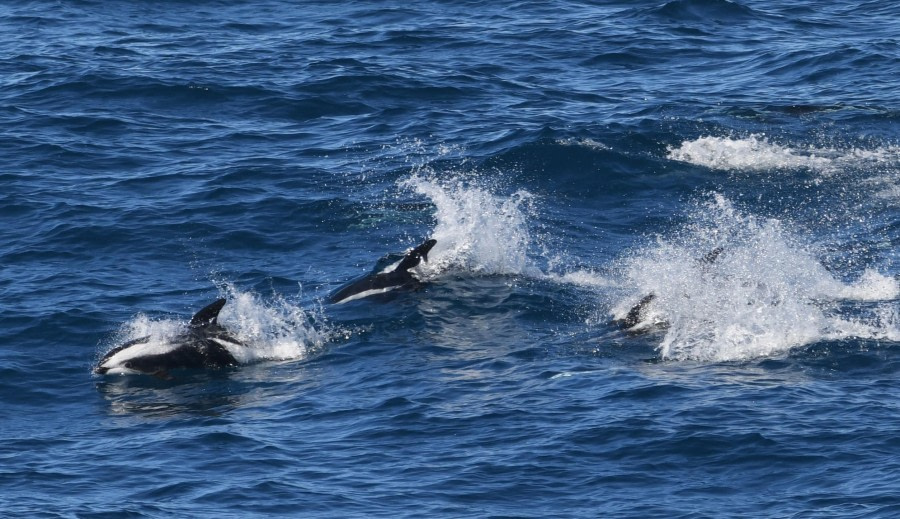 At sea, towards South Georgia