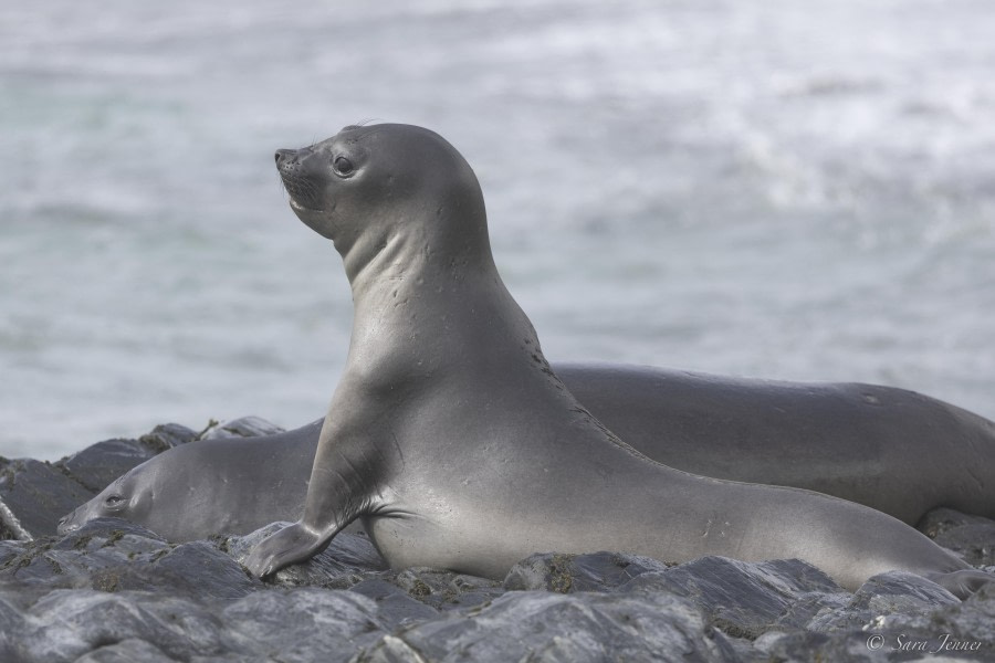 OTL29-24, Day 7, Fortuna Bay 4 @ Sara Jenner - Oceanwide Expeditions.jpg