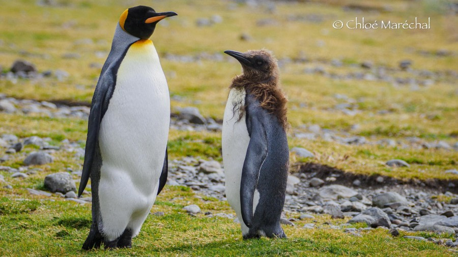 OTL29-24, Day 7, FortunaPinguins-1 @ Chloe Marechal - Oceanwide Expeditions.jpg