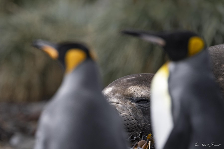 OTL29-24, Day 8, Elephant seal and king penguin @ Sara Jenner - Oceanwide Expeditions.jpg