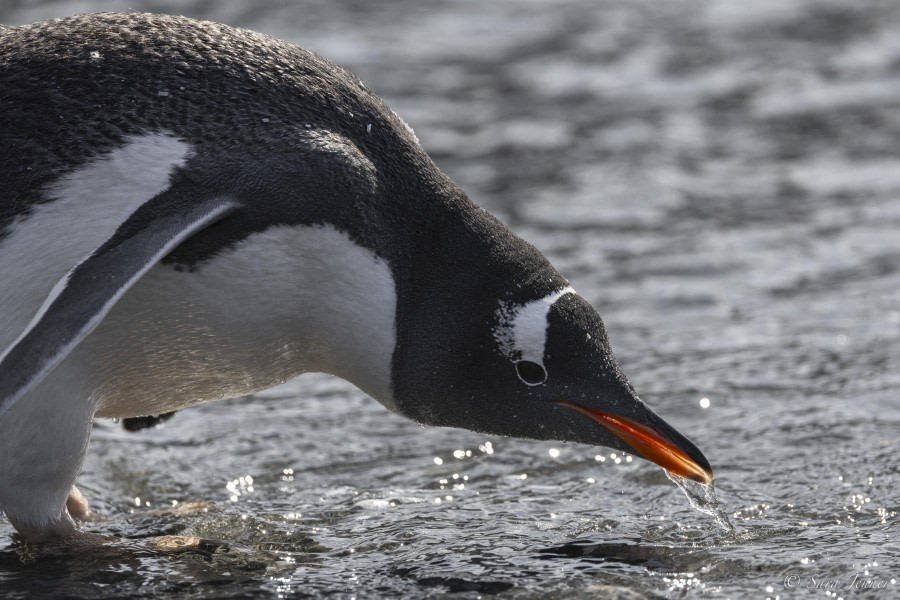 OTL29-24, Day 8, Gentoo @ Sara Jenner - Oceanwide Expeditions.jpg