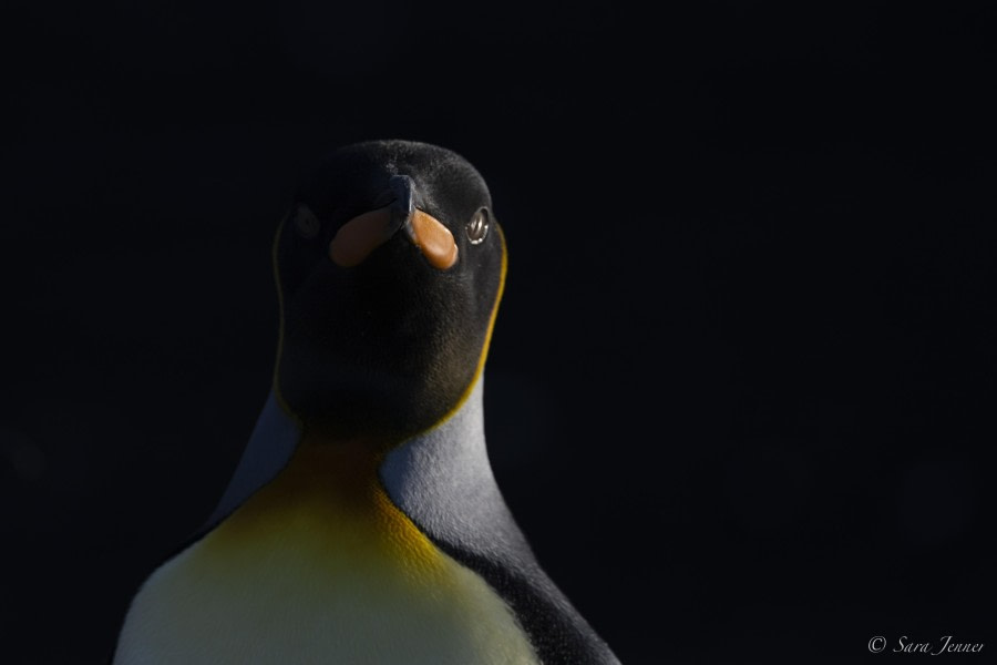 OTL29-24, Day 8, King Penguin 7 @ Sara Jenner - Oceanwide Expeditions.jpg