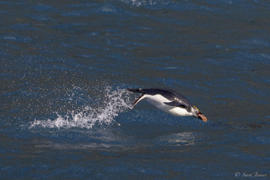 OTL29-24, Day 9, Macaroni Penguin @ Sara Jenner - Oceanwide Expeditions.jpg