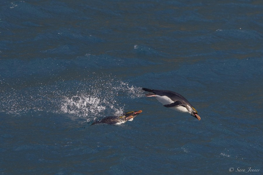 OTL29-24, Day 9, Macaroni Penguin 1 @ Sara Jenner - Oceanwide Expeditions.jpg