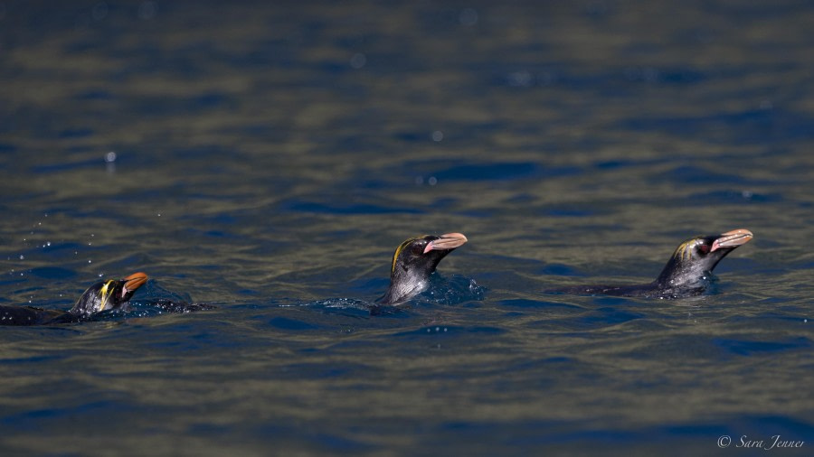 OTL29-24, Day 9, Macaroni Penguins @ Sara Jenner - Oceanwide Expeditions.jpg