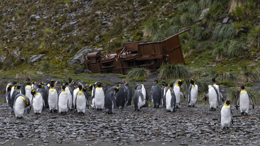 OTL29-24, Day 9, Ocean Harbour 1 @ Sara Jenner - Oceanwide Expeditions.jpg