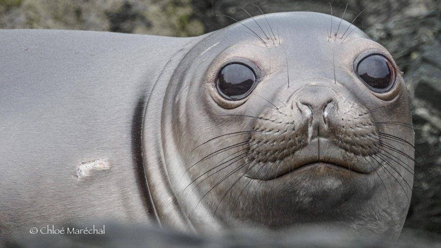 OTL29-24, Day 9, OceanHarbourES @ Chloe Marechal - Oceanwide Expeditions.jpg