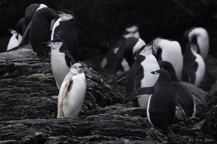 OTL29-24, Day 11, Leutistic chinstrap @ Sara Jenner - Oceanwide Expeditions.jpg